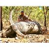 Image 1 : Four Day Australian Buffalo Hunt for One Hunter