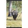 Image 2 : Four Day Australian Buffalo Hunt for One Hunter