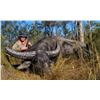 Image 3 : Four Day Australian Buffalo Hunt for One Hunter