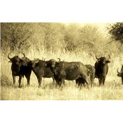 Seven-day South Africa  (Limpopo) Buffalo or Plains Game Hunt for Two Hunters