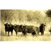 Image 1 : Seven-day South Africa  (Limpopo) Buffalo or Plains Game Hunt for Two Hunters