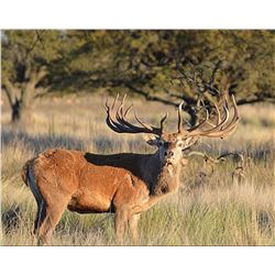 Four Day Agentina Red Stag Hunt for One Hunter