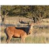 Image 1 : Four Day Agentina Red Stag Hunt for One Hunter