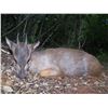 Image 3 : Seven Day South Africa (Eastern Cape) Tiny 10 and More Hunt for  One Hunter an One Observer