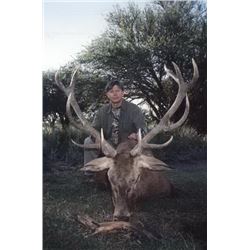 Five-day Free-range Red Stag Hunt for One Hunter in Argentina