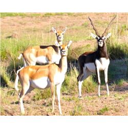 Five-day  Argentina Blackbuck and Ram Hunt for Three Hunters