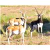 Image 1 : Five-day  Argentina Blackbuck and Ram Hunt for Three Hunters