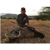 Image 4 : Six-day Plains Game Hunt for 2 Hunters in South Africa