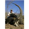 Image 1 : Seven Day South African Sable or Golden Wildebeest Hunt for One Hunter and One Observer