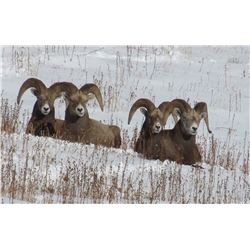 $5000 Credit for British Columbia Big Game Hunt