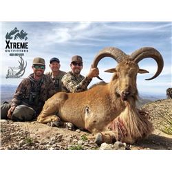 Three Day Texas Free Range Aoudad Hunt for One Hunter