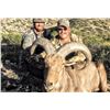 Image 2 : Three Day Texas Free Range Aoudad Hunt for One Hunter