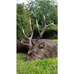 Three Day Ireland Sika Stag or Irish Ibex Hunt for One Hunter