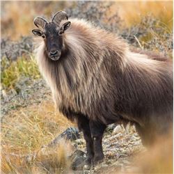 New Zealand Free Range Bull Tahr with Red Stag & Arapawa Ram - $11,250 / Exhibitor
