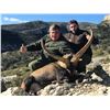Image 2 : Trophy Beceite Ibex for 1 Hunter & 1 Observer in Spain - $8,000