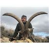 Image 3 : Trophy Beceite Ibex for 1 Hunter & 1 Observer in Spain - $8,000