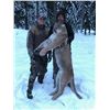 Image 1 : Montana Mountain Lion for 1 Hunter - $5,000