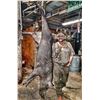 Image 2 : Florida Wild Boar Hunt for 4 Hunters - $6,000