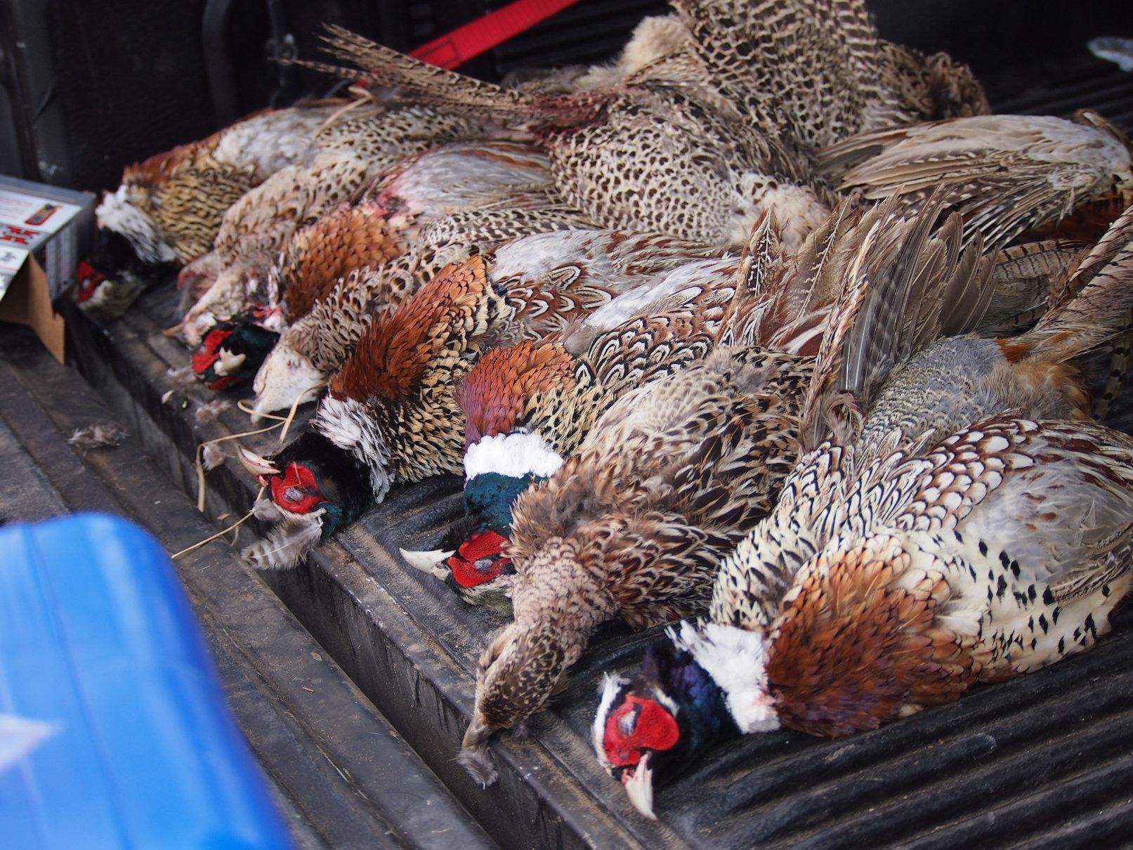 Wisconsin Pheasant Tower Shoot 4,000