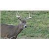 Image 2 : Wisconsin Whitetail Management Hunt for 1 Hunter & 1 Observer - $3,000 / Exhibitor
