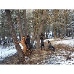 British Columbia Mountain Lion Hunt for 1 Hunter - $7,900