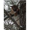 Image 2 : British Columbia Mountain Lion Hunt for 1 Hunter - $7,900