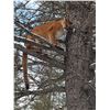 Image 3 : British Columbia Mountain Lion Hunt for 1 Hunter - $7,900