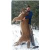 Image 4 : British Columbia Mountain Lion Hunt for 1 Hunter - $7,900