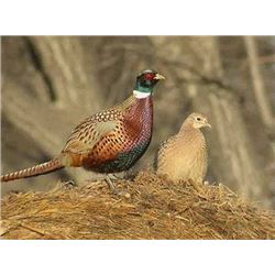 Wisconsin Pheasants for 4 - $1,000