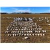 Image 2 : Arkansas/South Dakota Snow Goose Hunt for 4 Hunters - $2,400