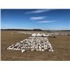 Image 3 : Arkansas/South Dakota Snow Goose Hunt for 4 Hunters - $2,400