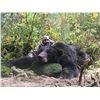 Image 5 : Sitka Black Bear Hunt for 1 - $7,500