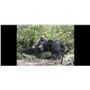 Image 6 : Sitka Black Bear Hunt for 1 - $7,500