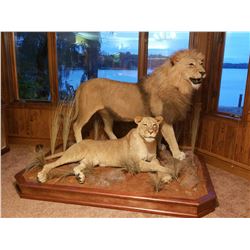 Taxidermy Credit - $4,950 / Exhibitor