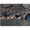 Image 3 : 5 Day Guided Atlantic Walrus Nunavut Territory, Canada - $12,950