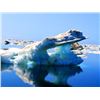 Image 5 : 5 Day Guided Atlantic Walrus Nunavut Territory, Canada - $12,950