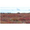 Image 4 : Manitoba Central Barrenground Caribou for 1 - $7,295 / Exhibitor
