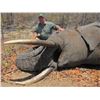 Image 4 : Zimbabwe Non-Trophy Elephant Bull Cull Safari - $15,000 / Exhibitor