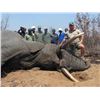 Image 5 : Zimbabwe Non-Trophy Elephant Bull Cull Safari - $15,000 / Exhibitor
