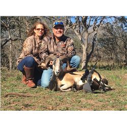 Corsican Ram, Texas Dall or Blackhorn Ram for 2 hunters - $2,400