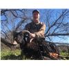 Image 2 : Corsican Ram, Texas Dall or Blackhorn Ram for 2 hunters - $2,400