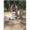 Image 3 : Corsican Ram, Texas Dall or Blackhorn Ram for 2 hunters - $2,400