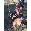Image 5 : Axis Buck and Wild Hogs - $4,850