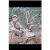 Image 1 : Arizona Archery Mule Deer for 1 Hunter - $5,000