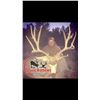 Image 3 : Arizona Archery Mule Deer for 1 Hunter - $5,000