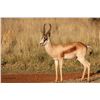 Image 7 : 10 Day Springbuck Grand Slam for 2 Hunters & 2 Non-hunters - $17,450 / Exhibitor