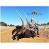 Image 2 : South Africa Sable Antelope and Nyala for 2 Hunters and 2 Observers - $25,790 / Exhibitor