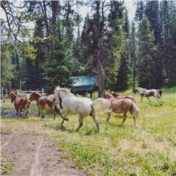 Montana Wilderness Photography Pack Trip for 2 - $2,000