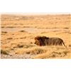 Image 9 : Namibia: 9 Day Plains Game Safari for 2 Hunters / 2 Kudu & 1 Day Tiger Fishing or Etosha Park