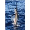 Image 3 : Costa Rica: 3 Day Saltwater Fishing Adventure Aboard the Dream Raiser Yacht